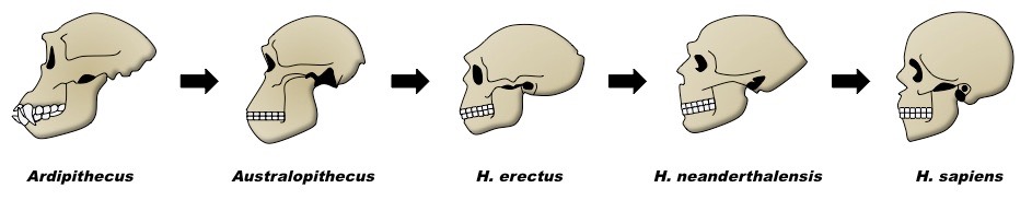 hominid skulls