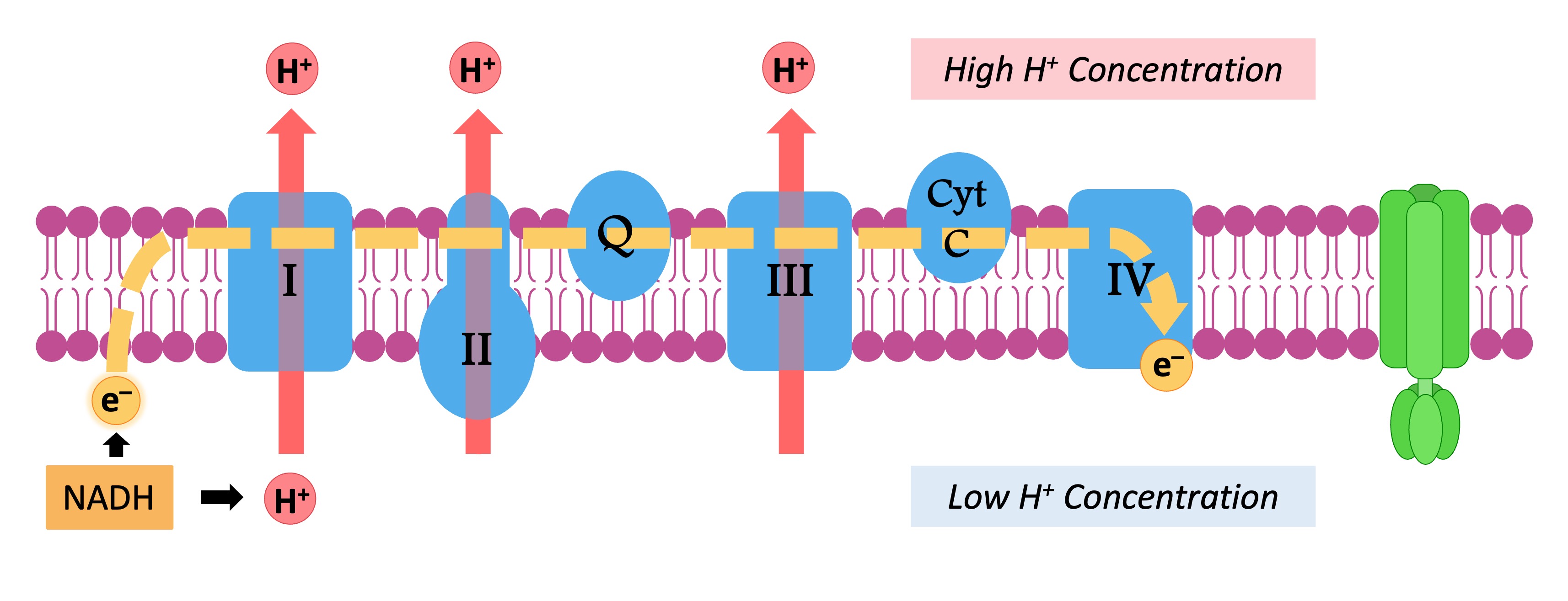 What Is The End Product Of The Electron Transport Chain Electron Transport Chain