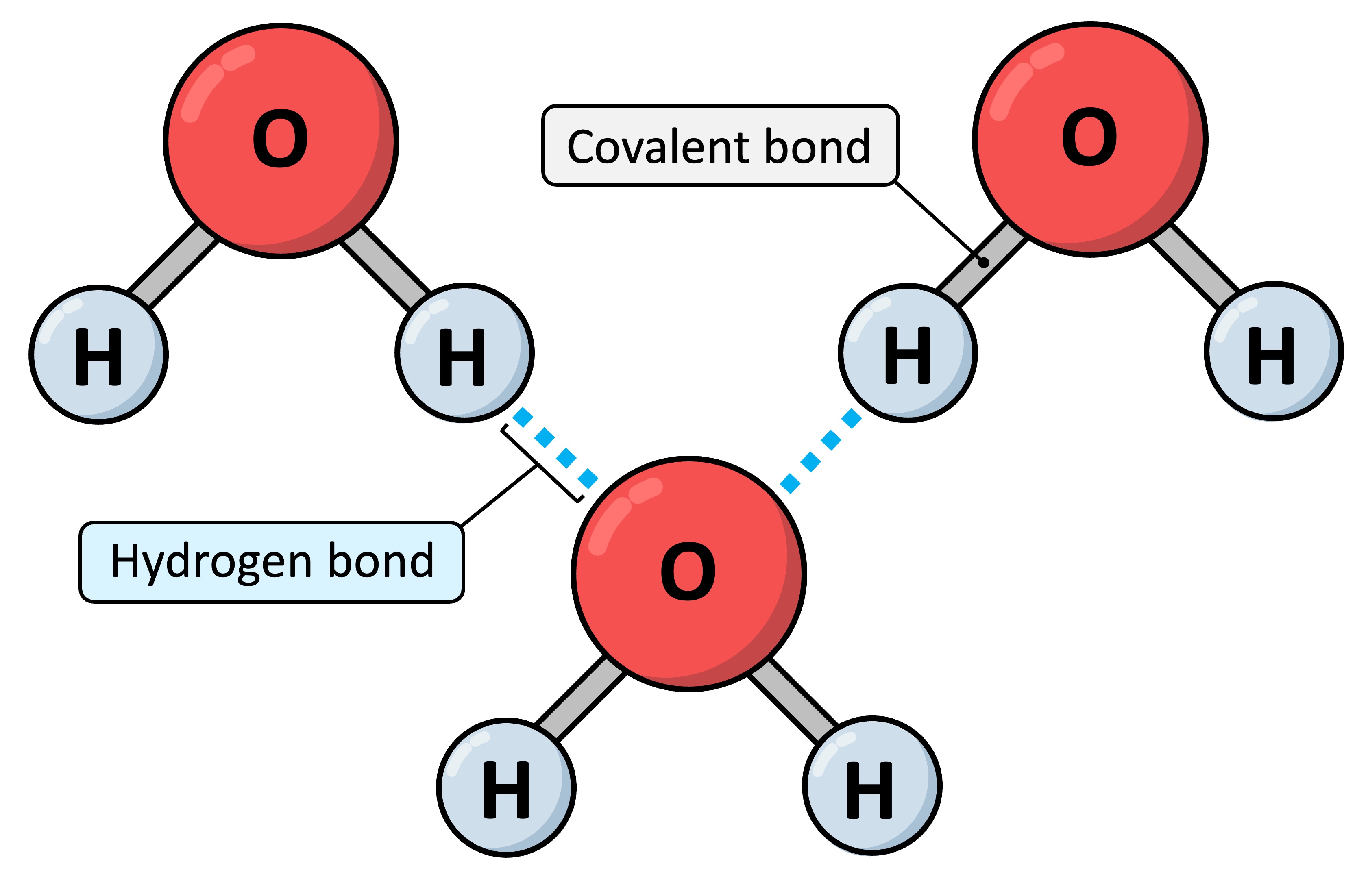 Rna'S Hydrogen Bonds: A Revolutionary Biological Discovery - lq969ki