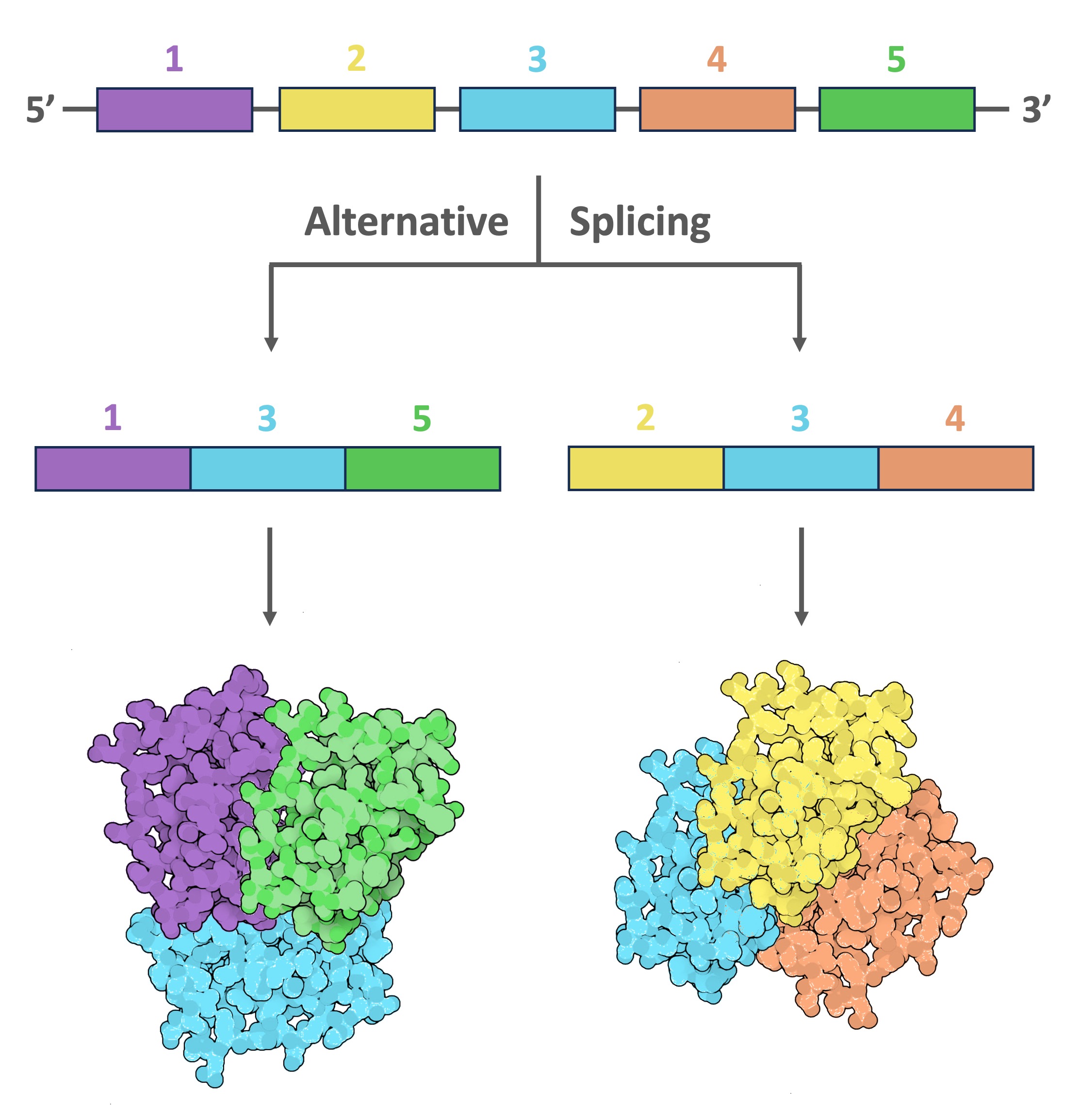 RNA%20processing