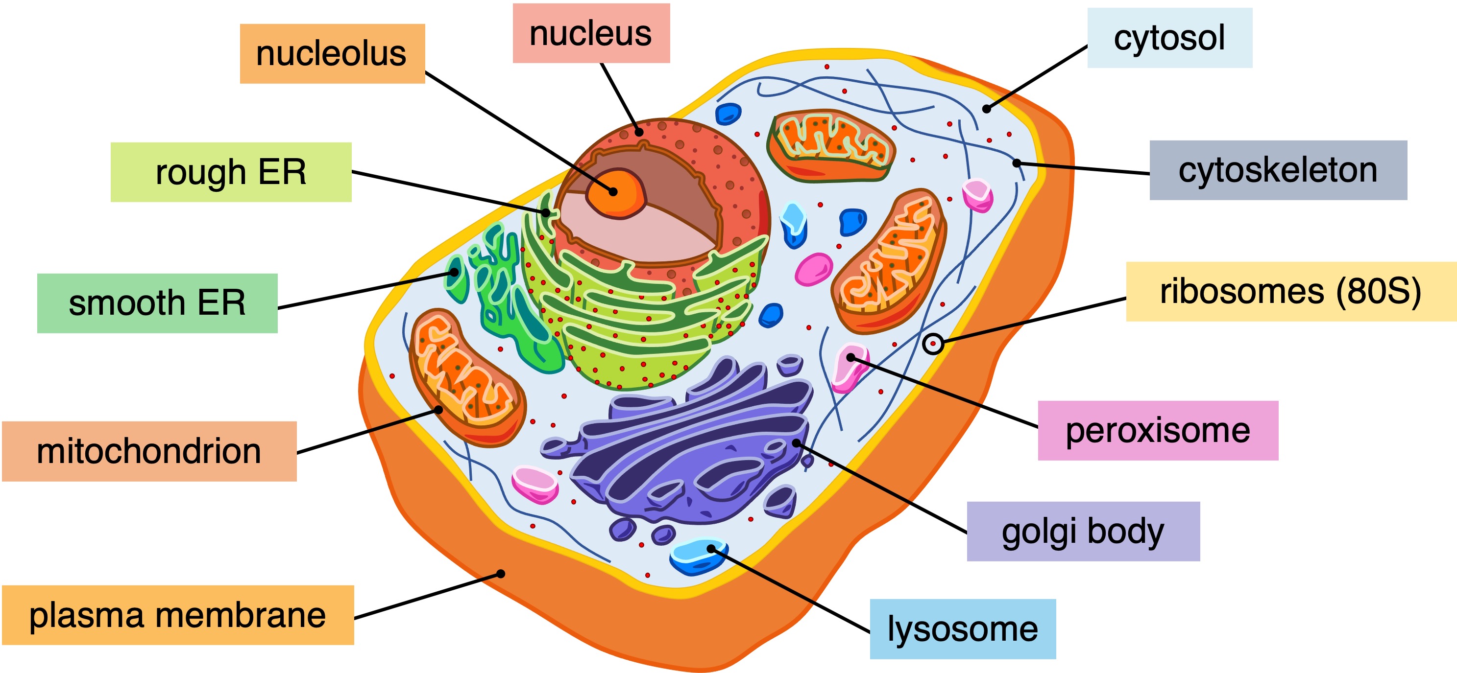 prokaryotic%20cell