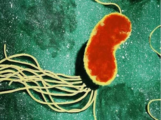 bacteria2