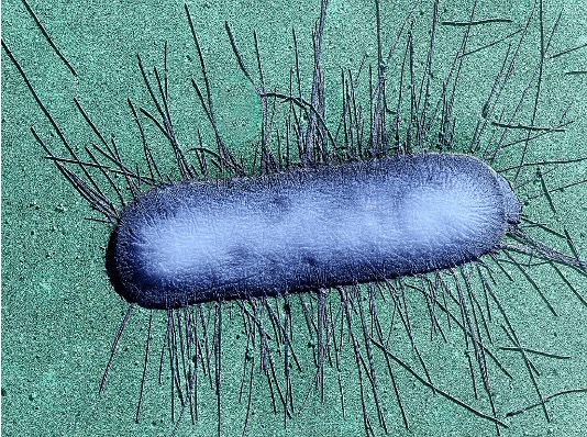 bacteria3