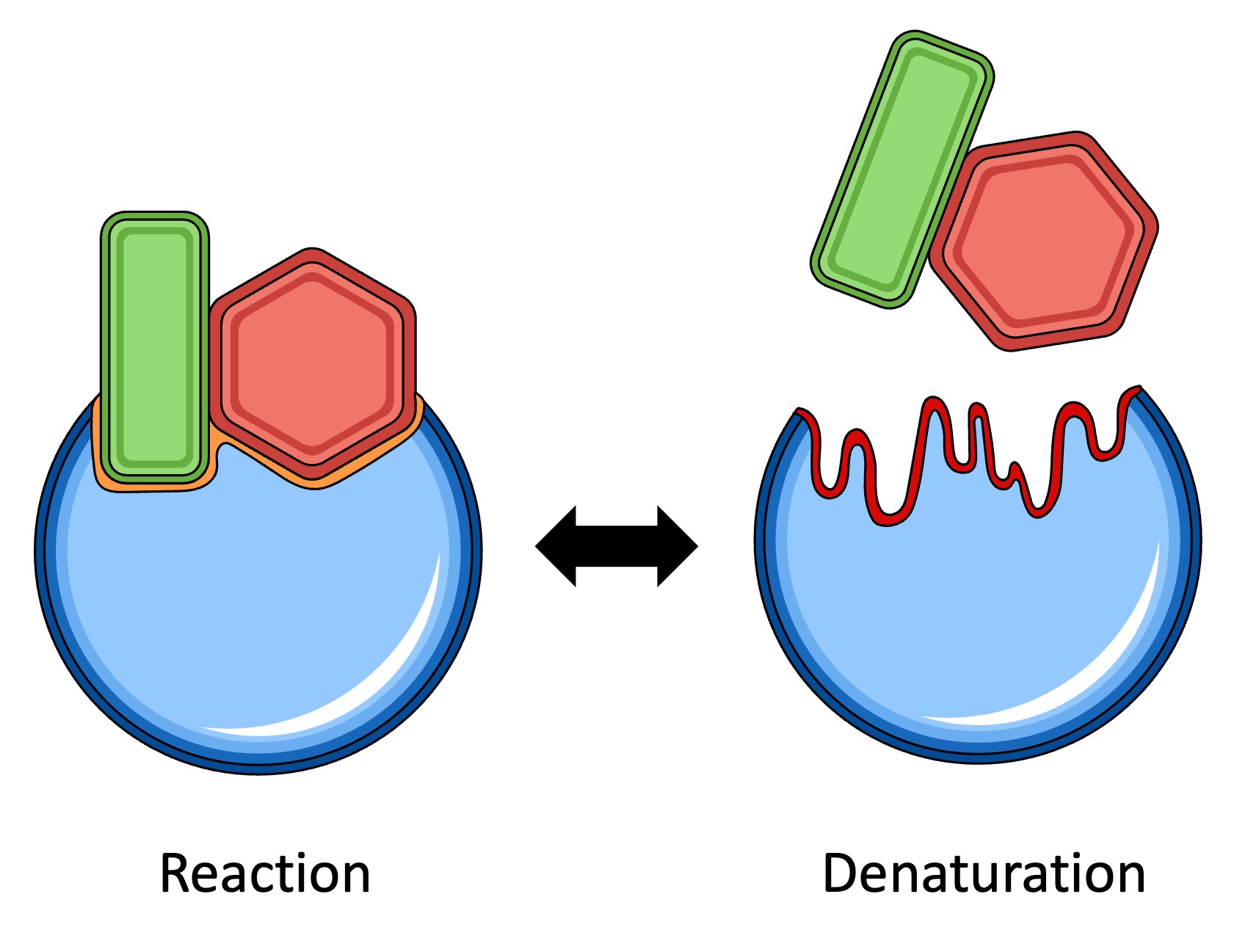 enzyme%20reaction%20mobile