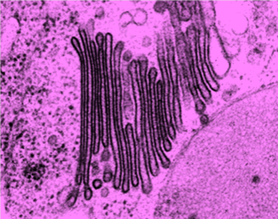 golgi