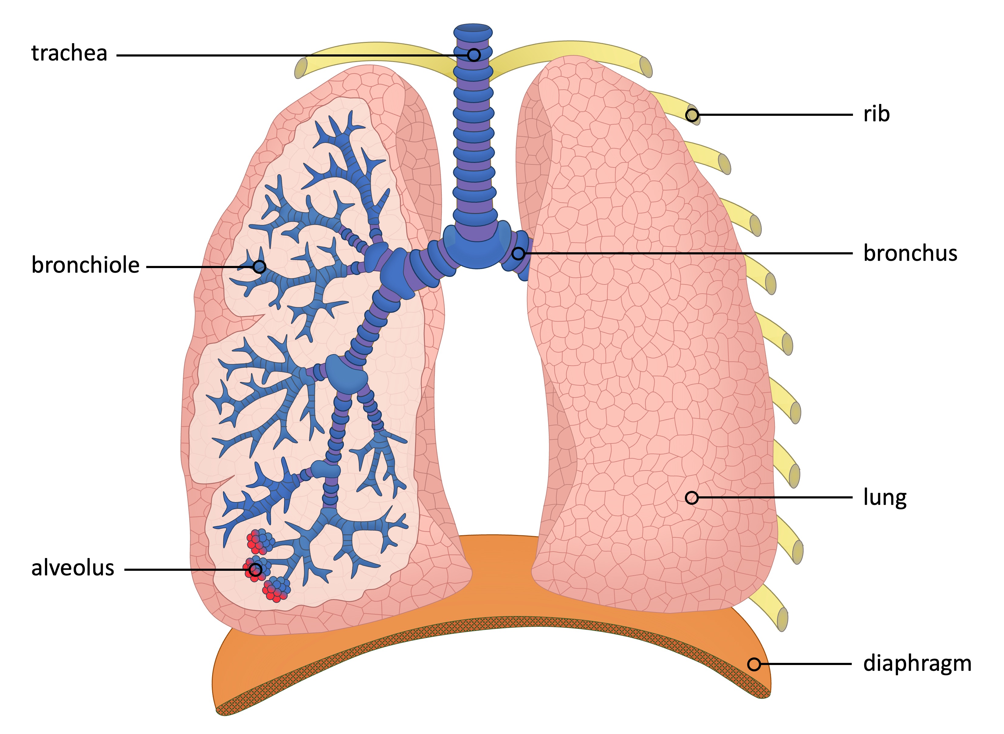 Lungs Lungs