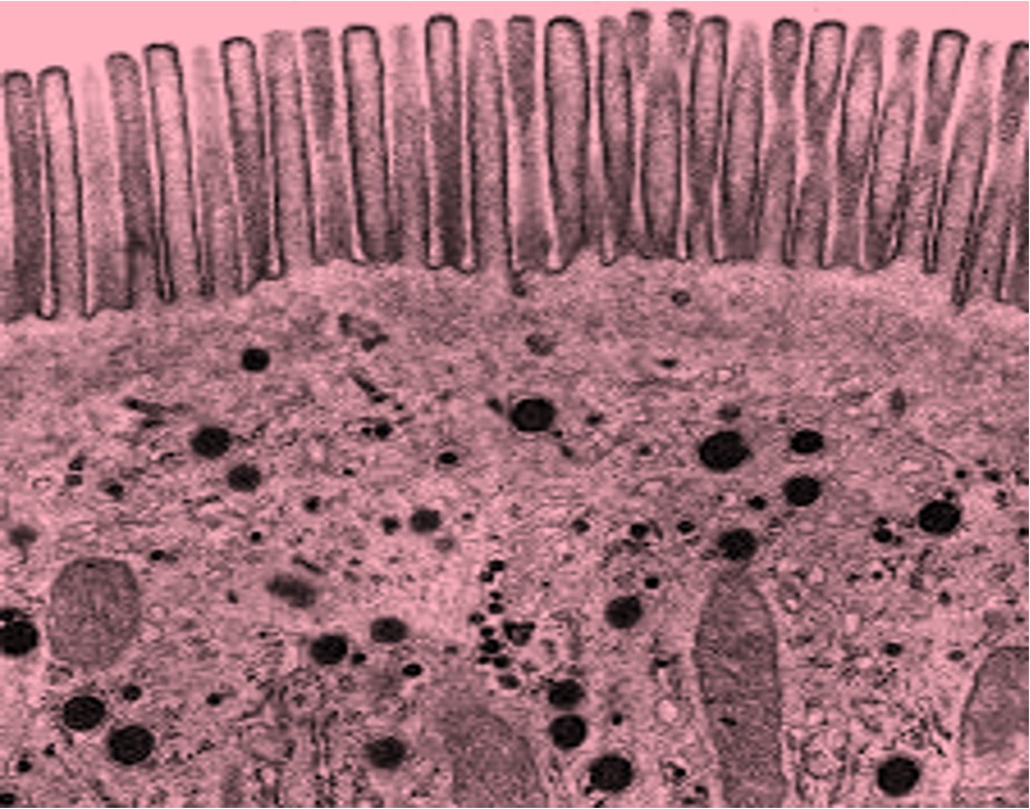 microvilli