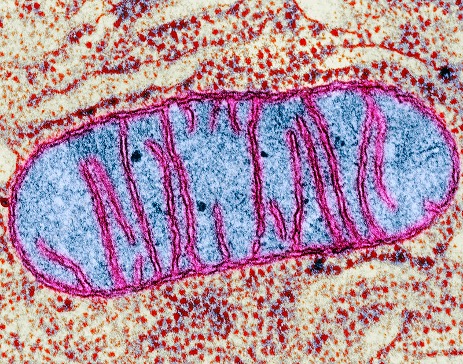 mitochondrion