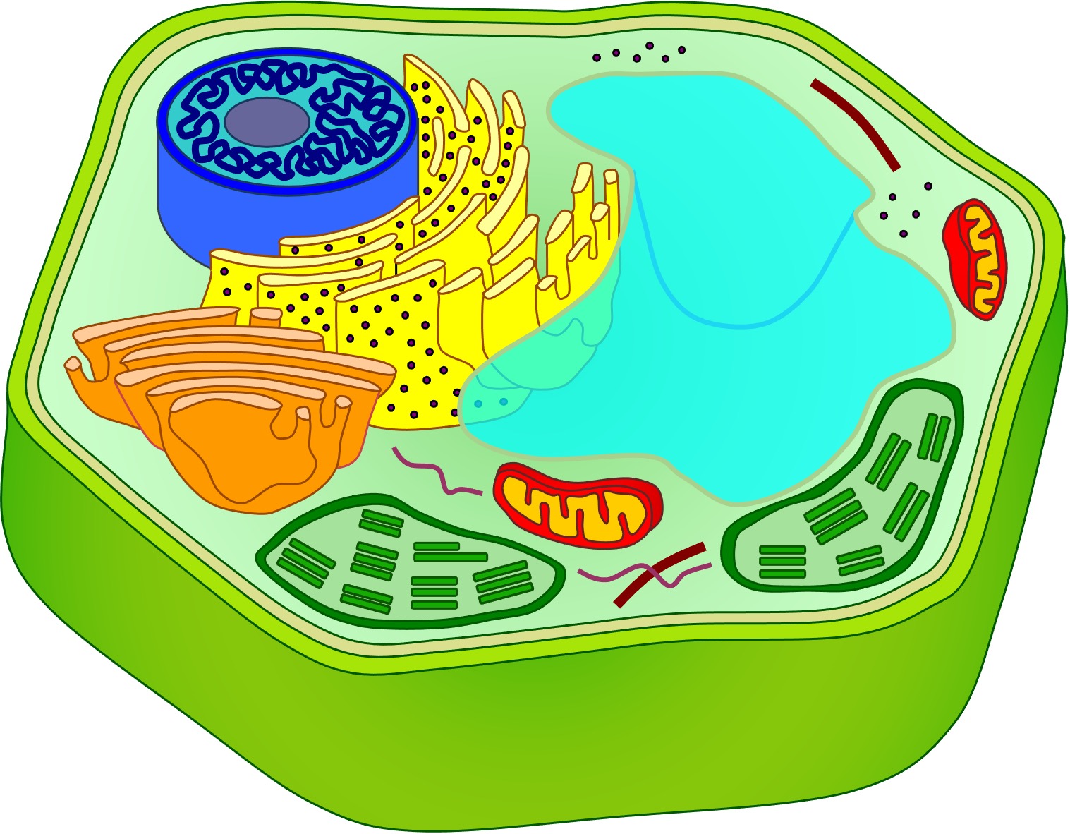 plant%20cell%20unlabelled