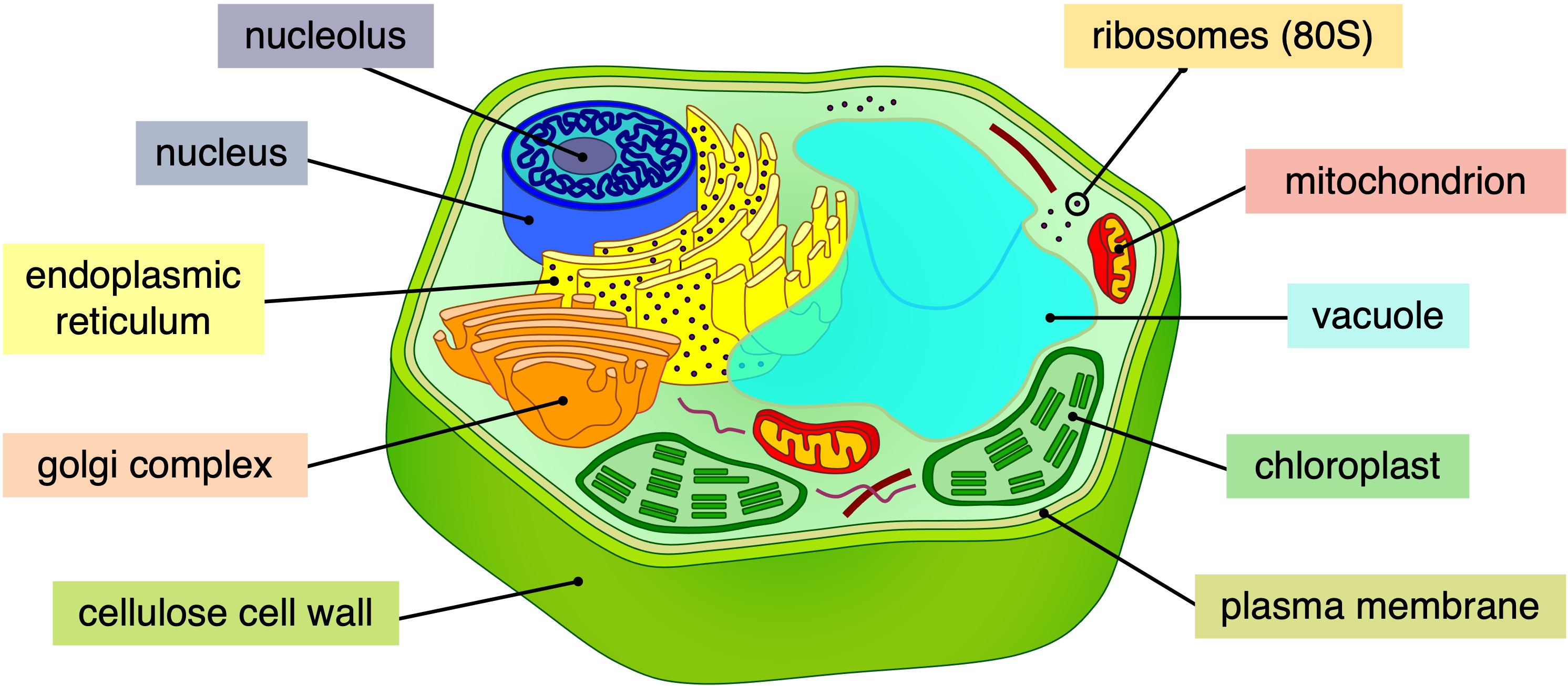 prokaryotic%20cell
