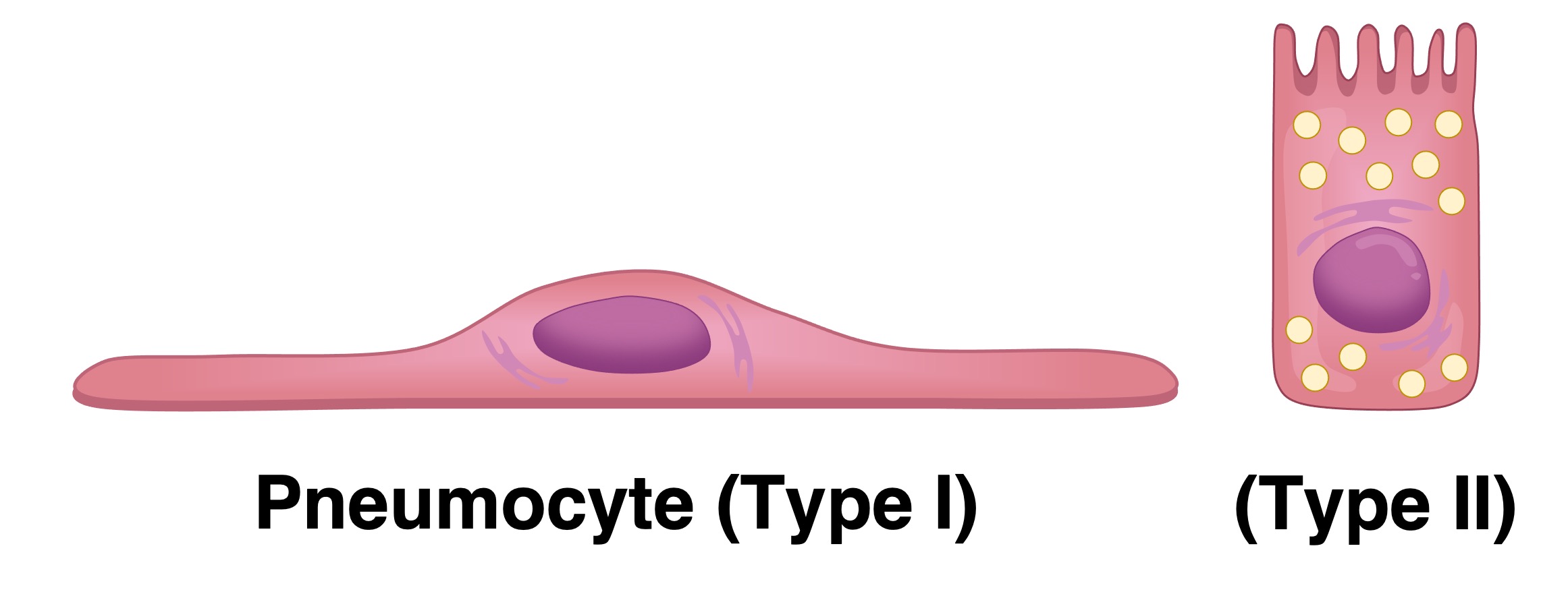 pneumocyte2