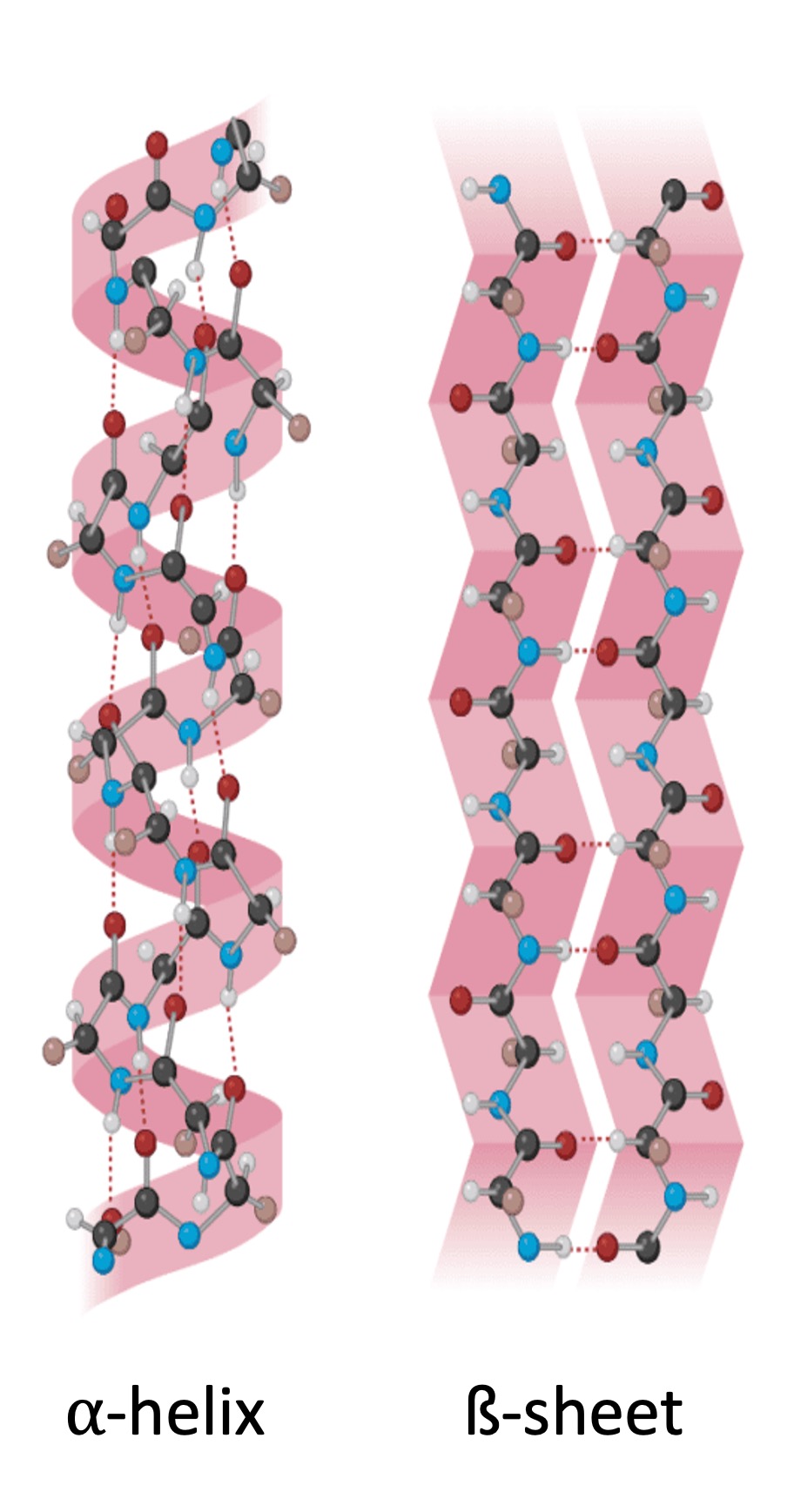protein%20structure2