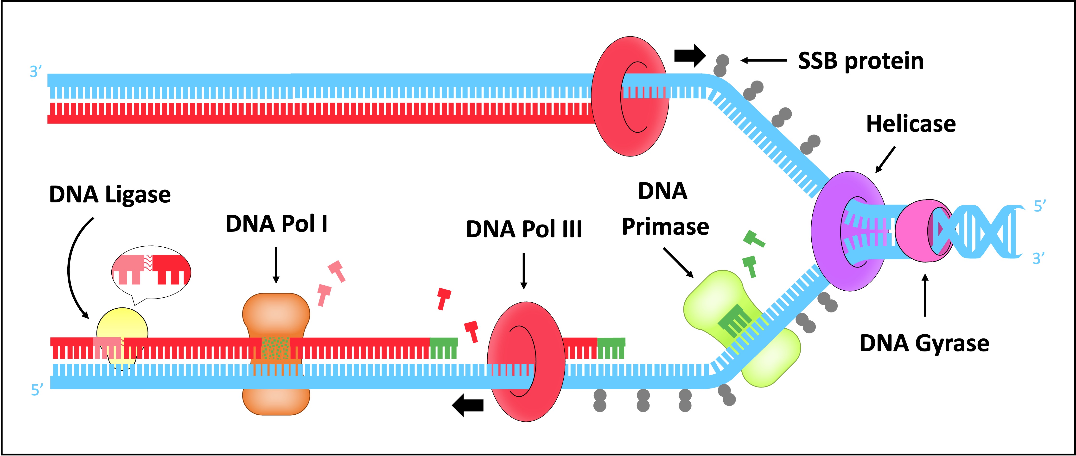 DNA Replication HL DNA Replication HL