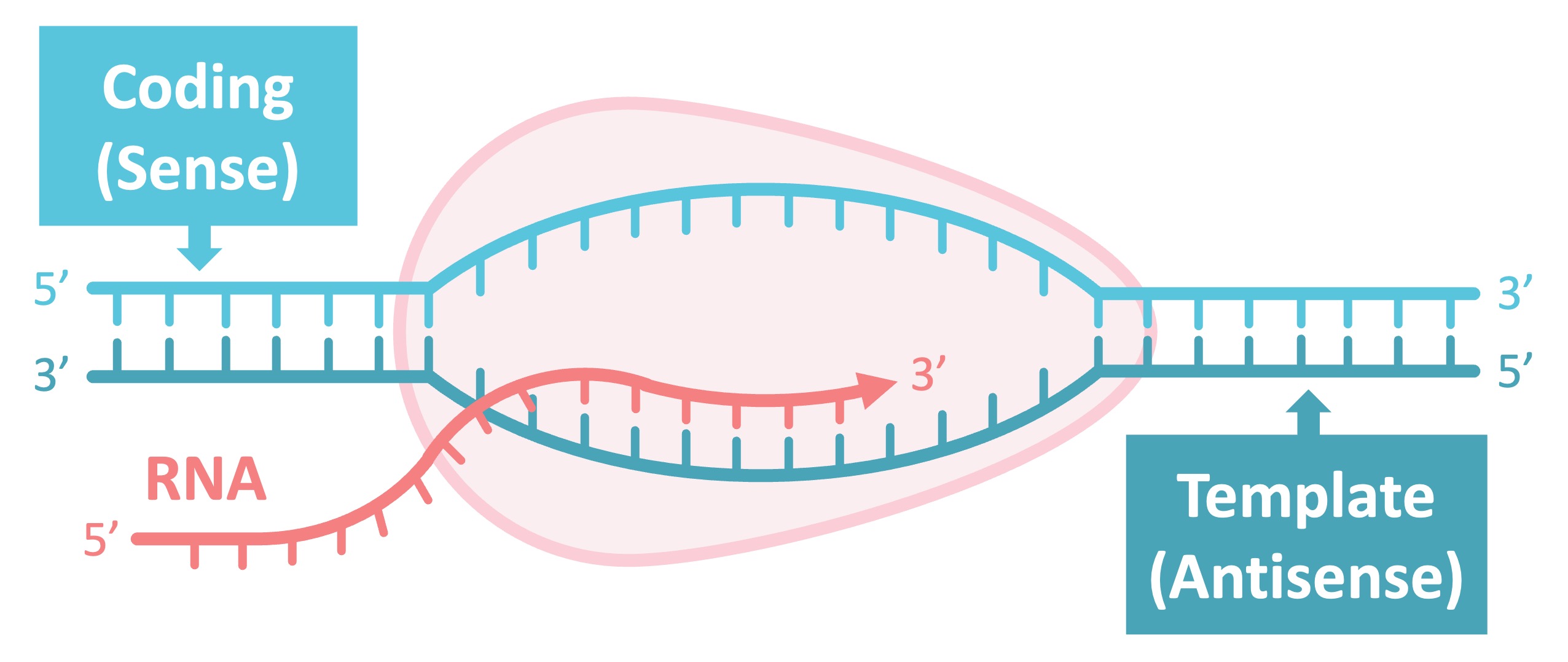 central%20dogma%20mobile