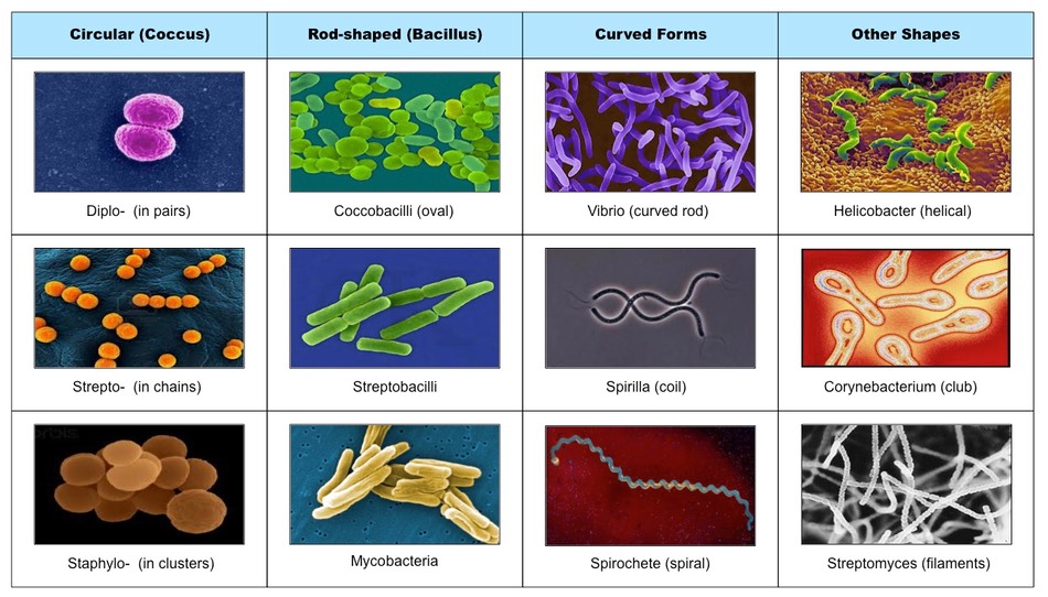 bacteria types