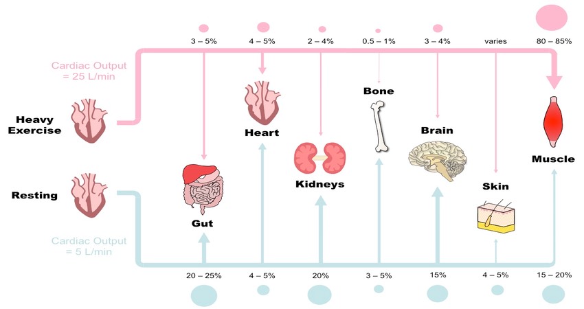 Blood flow during exercise