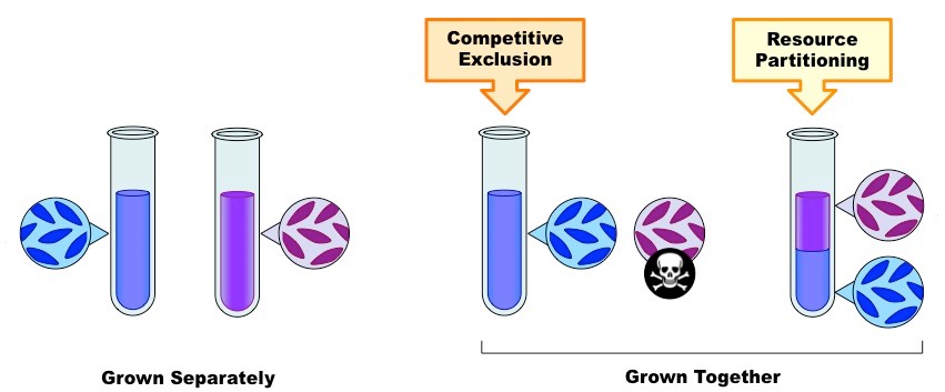 competitive exclusion