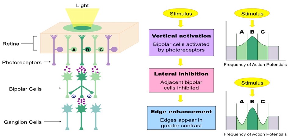 Edge Enhancement | BioNinja