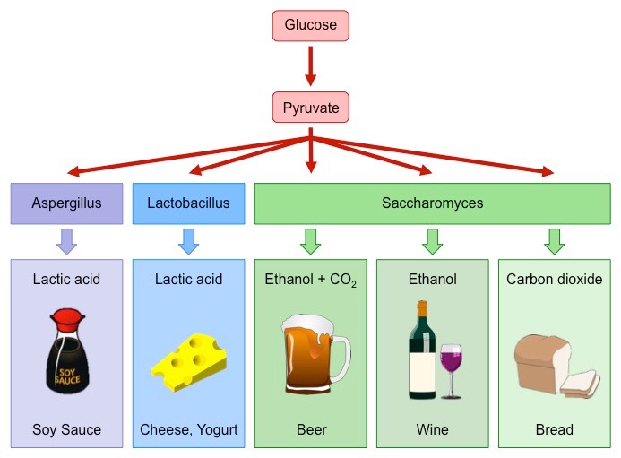 fermentation products