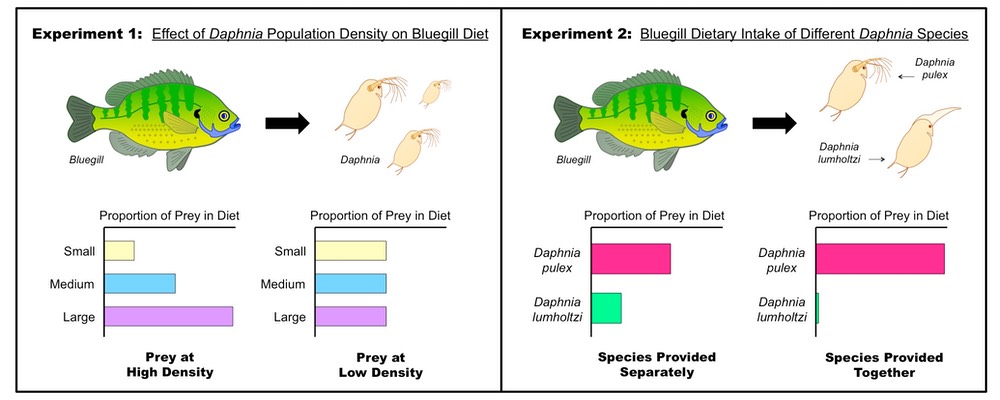 foraging