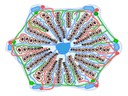 Option H: Further Human Physiology