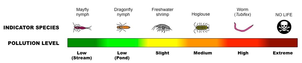 indicator species
