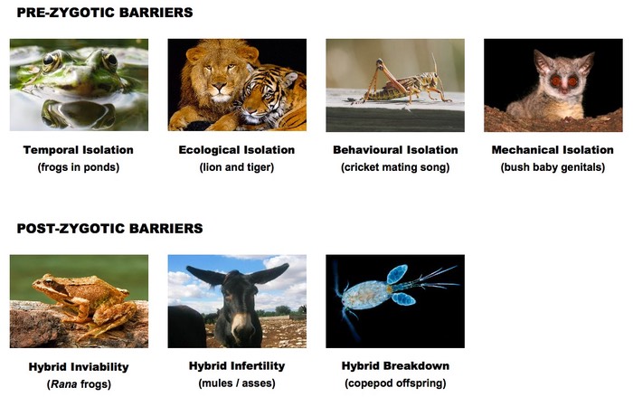 Isolation barriers