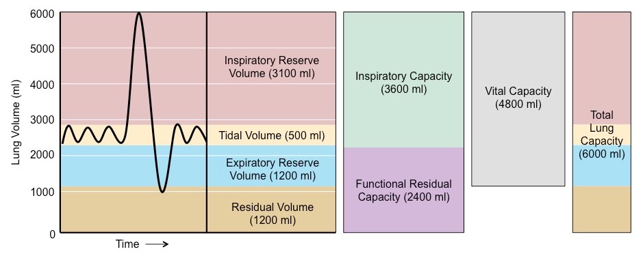Lung capacity