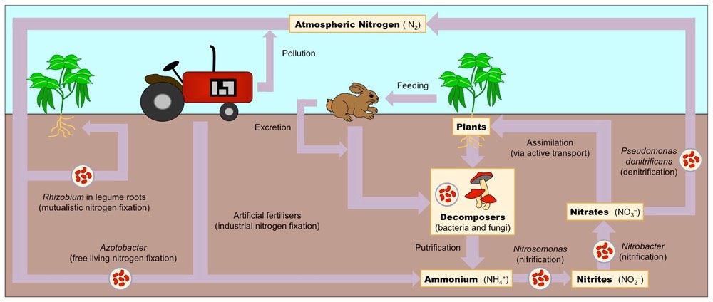 nitrogen cycle
