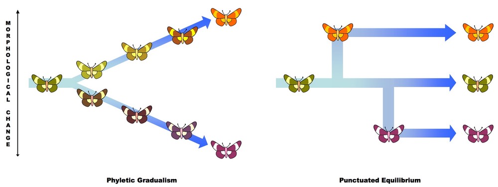 pace of evolution