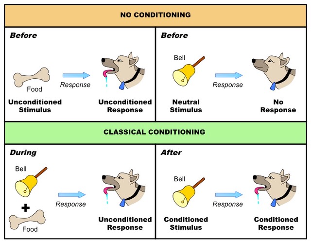 pavlov