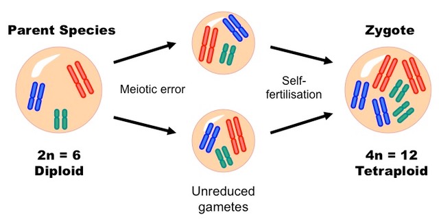 polyploidy