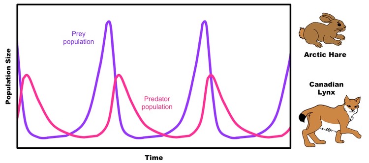 predator-prey