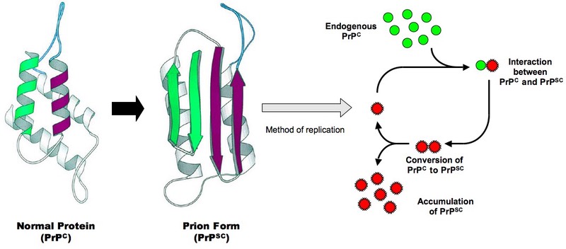 prion