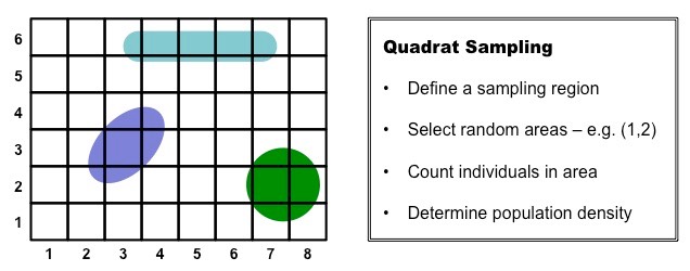 quadrat sampling