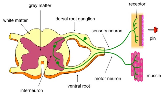 reflex arc