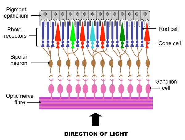 retina