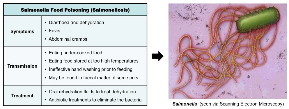 salmonella table