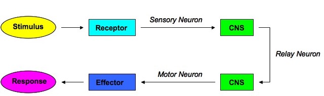 stimulus response