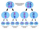 10.1 Meiosis