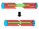 11.2 Muscles and Movement