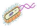 2.3 Eukaryotic Cells