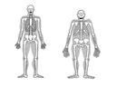 Option D: Evolution