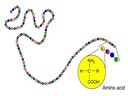 C1 Proteins