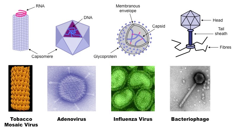 Virus types