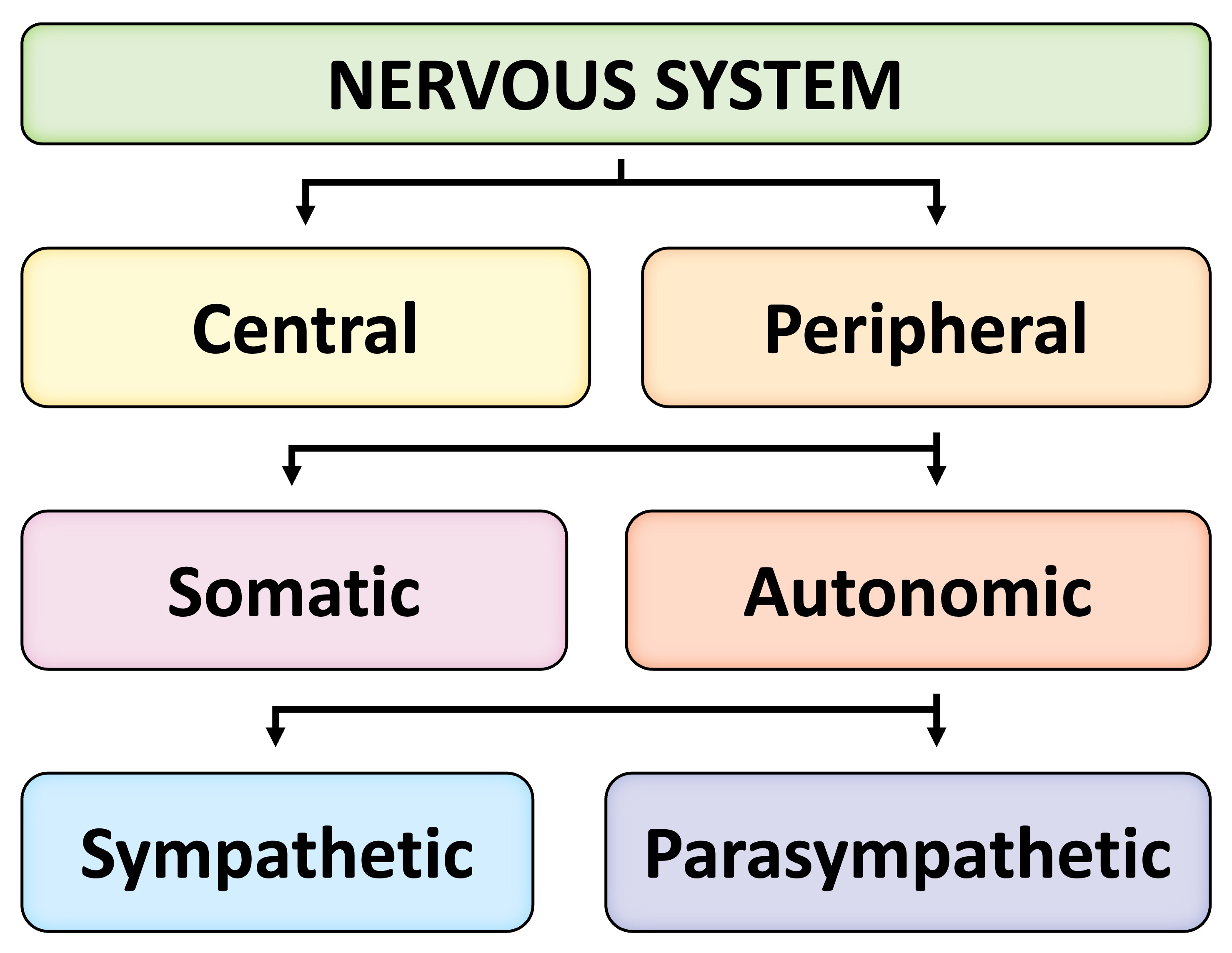 nervous%20system%20%28mobile%29