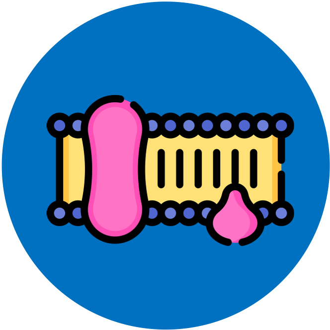 Membrane%20Structure