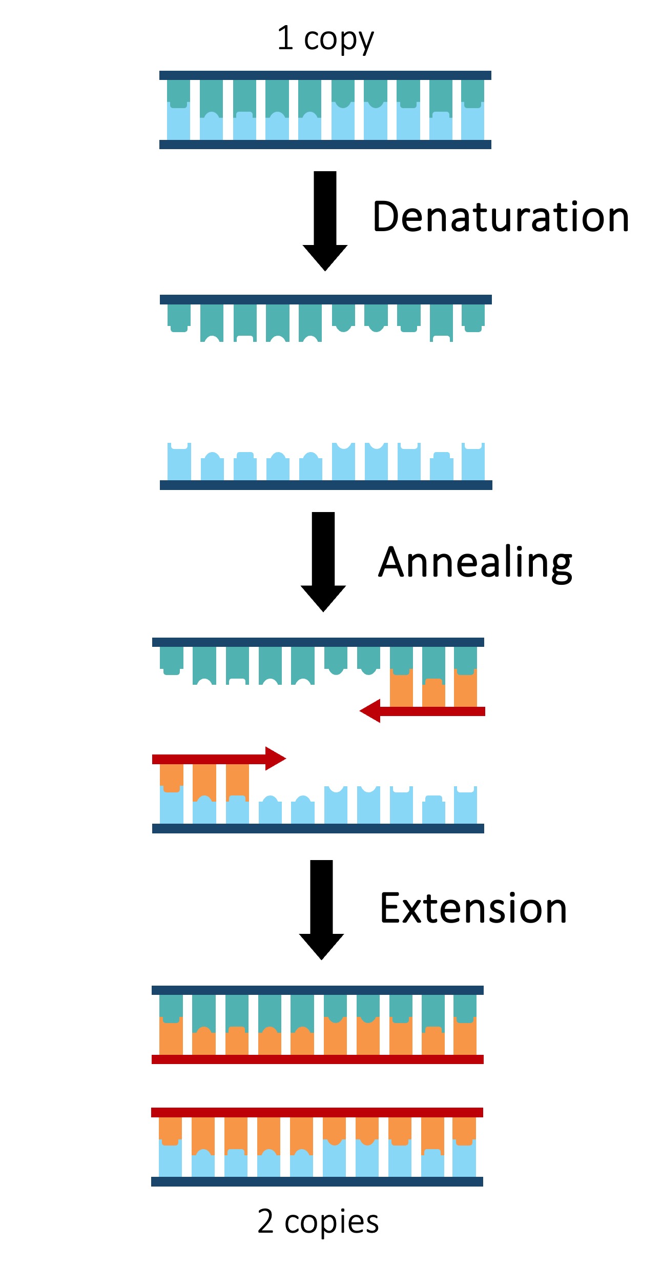 central%20dogma%20mobile