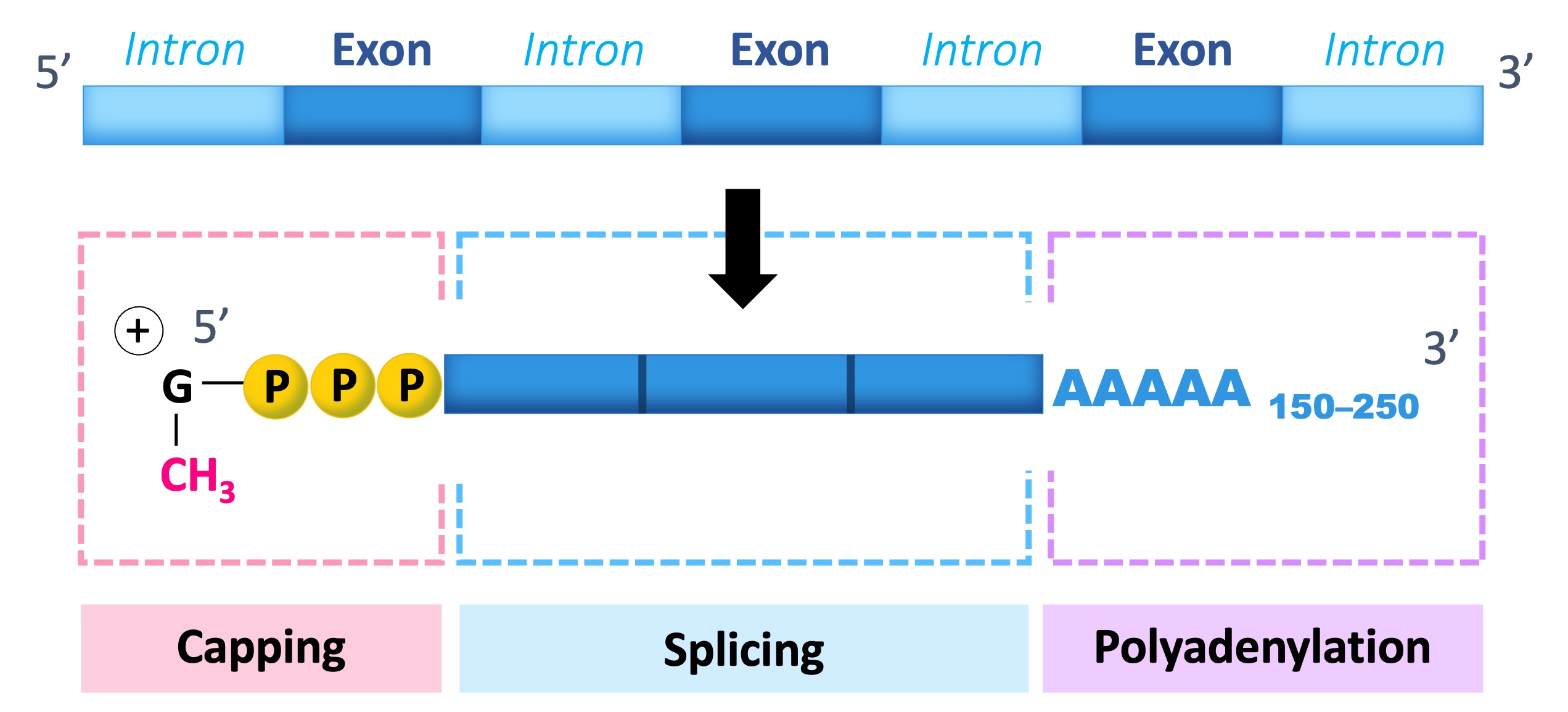 RNA%20processing