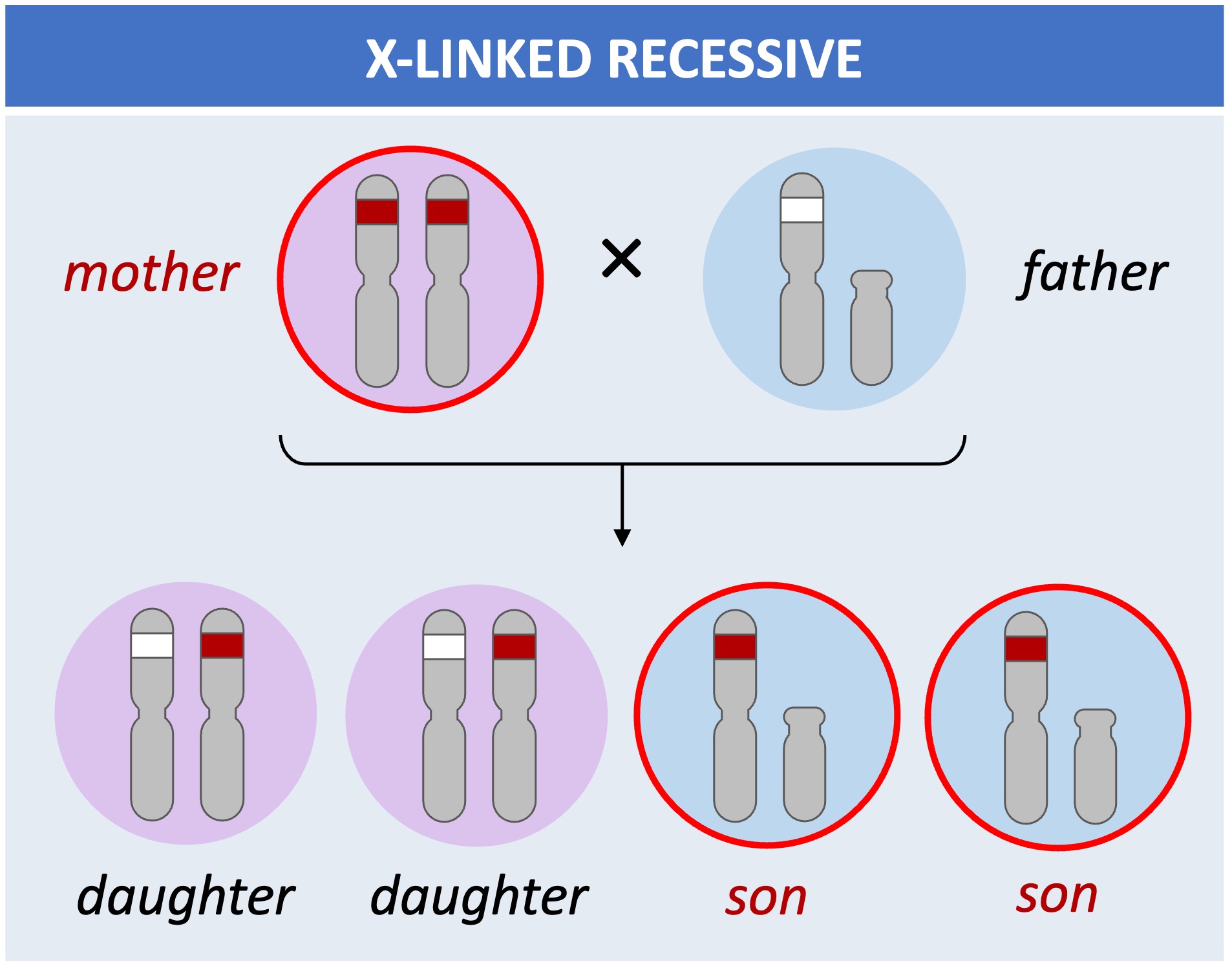 X linked%20recessive